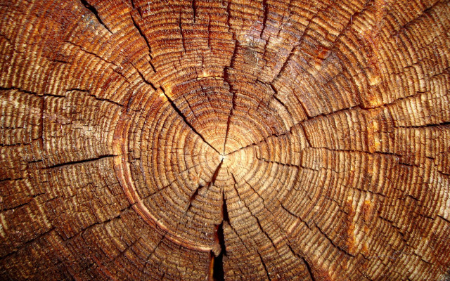 Tree trunk closeup thin section free wallpaper - medium preview image