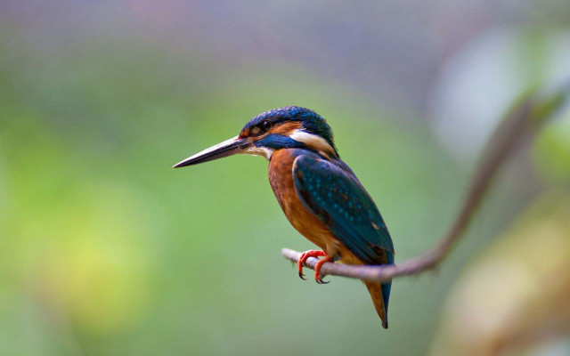 Colorful bird perched branch blurry #3 free wallpaper - medium preview image