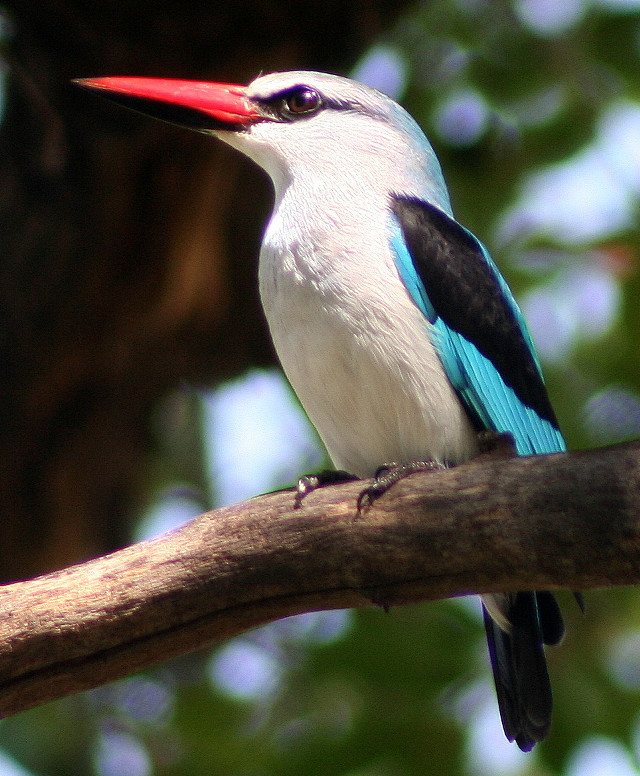 Bird red beak tree branch free wallpaper - medium preview image
