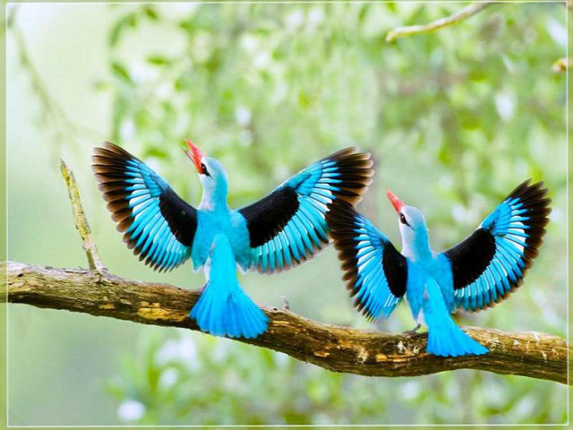 Three blue birds sitting branch free wallpaper - medium preview image