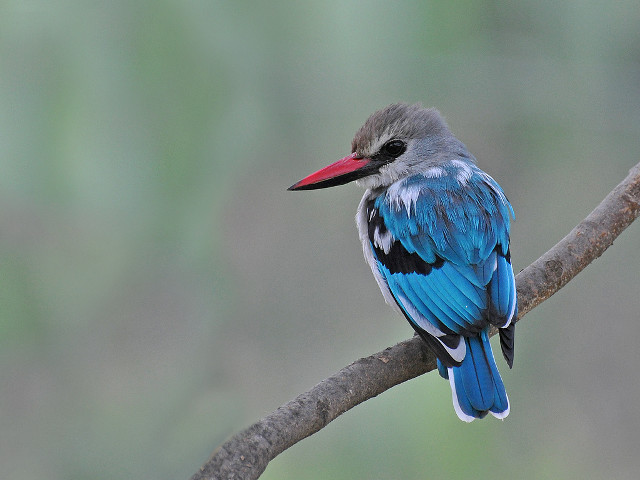 Bird red beak branch blurry free wallpaper - medium preview image