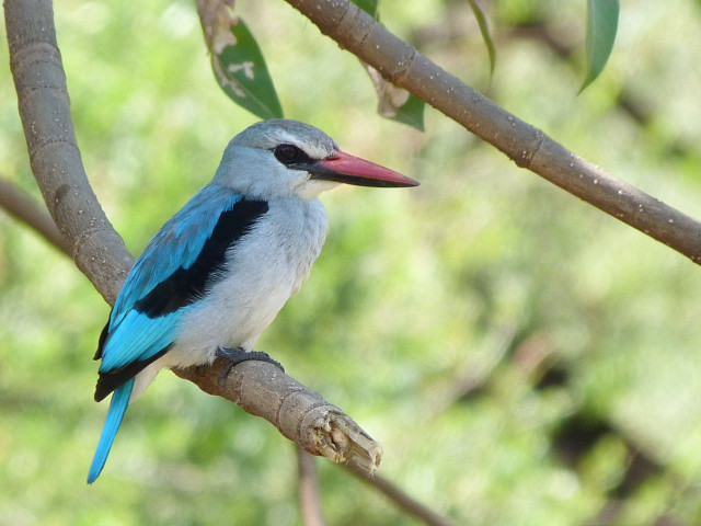Bird branch tree leaves blurry #4 free wallpaper - medium preview image