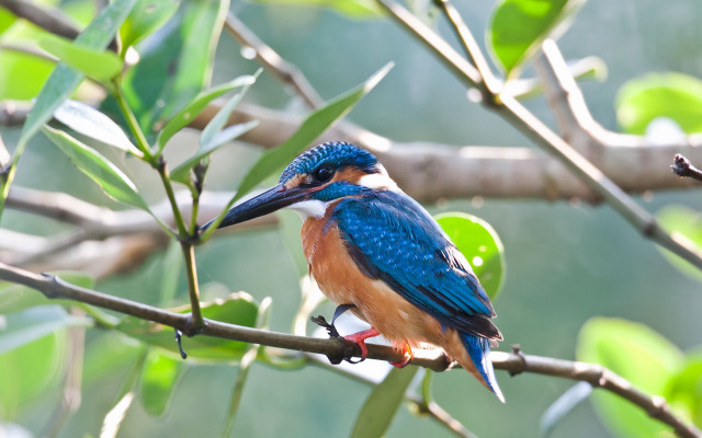 Blue bird red beak branch free wallpaper - medium preview image