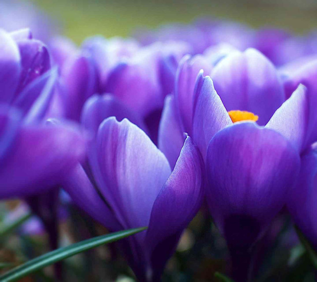 Purple flowers yellow center green free wallpaper - medium preview image