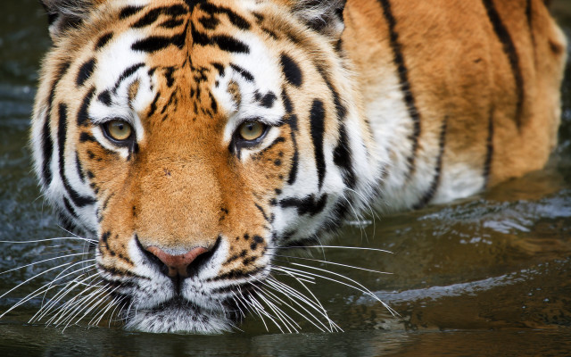 Tiger walking water looking distance free wallpaper - medium preview image