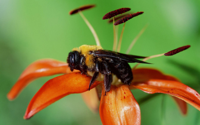 Bee flower pollen green background free wallpaper - medium preview image