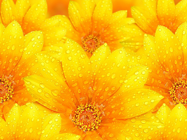 Yellow flower water droplets macro #4 free wallpaper - medium preview image
