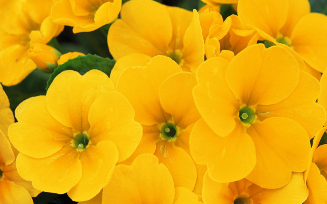 Yellow flower garden macro autumn free wallpaper - medium preview image
