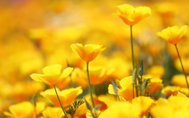 Yellow flower blurry background dusk free wallpaper - medium preview image