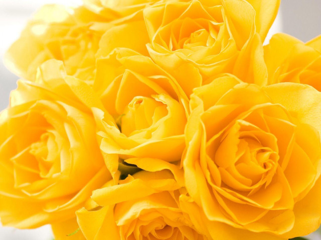 Yellow roses bouquet vase table free wallpaper - medium preview image