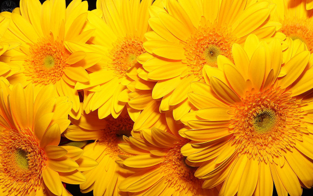 Yellow flowers black background rayonism free wallpaper - medium preview image