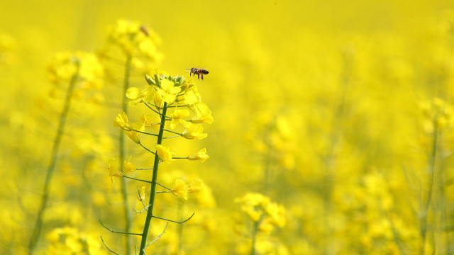 Bee flower yellow field obscured free wallpaper - medium preview image