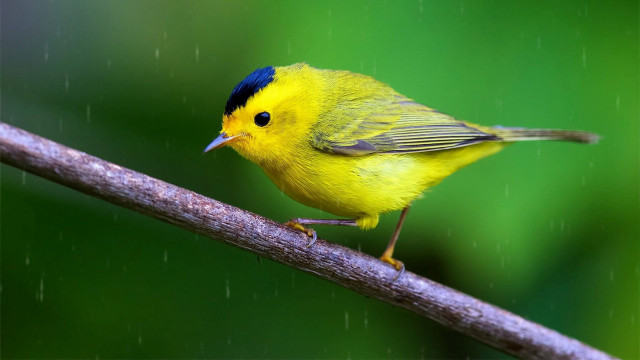 Yellow bird blue eyes branch free wallpaper - medium preview image