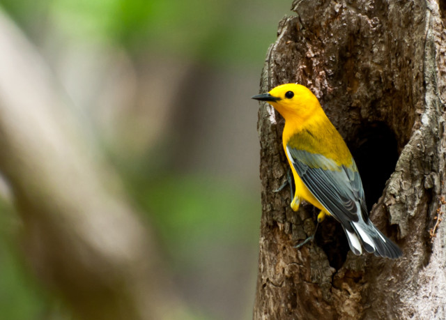 Yellow gray bird in hollow free wallpaper - medium preview image