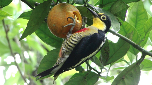 Bird branch fruit hanging back free wallpaper - medium preview image