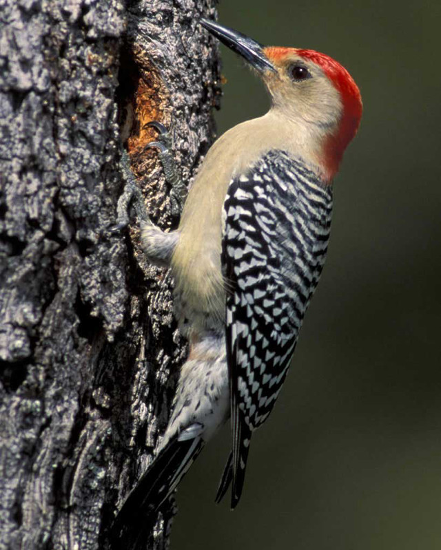 Red head black bird tree free wallpaper - medium preview image
