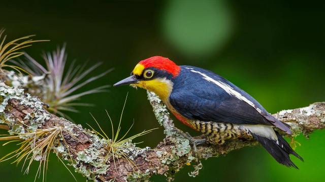 Colorful bird lichen needles wildlife free wallpaper - medium preview image