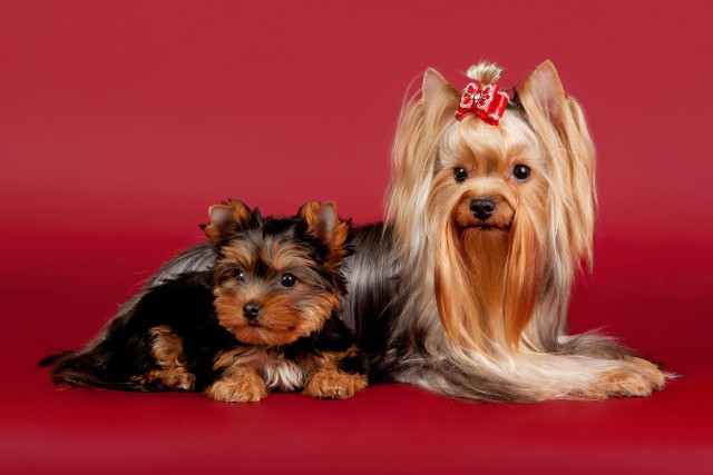 Two small dogs red background free wallpaper - medium preview image