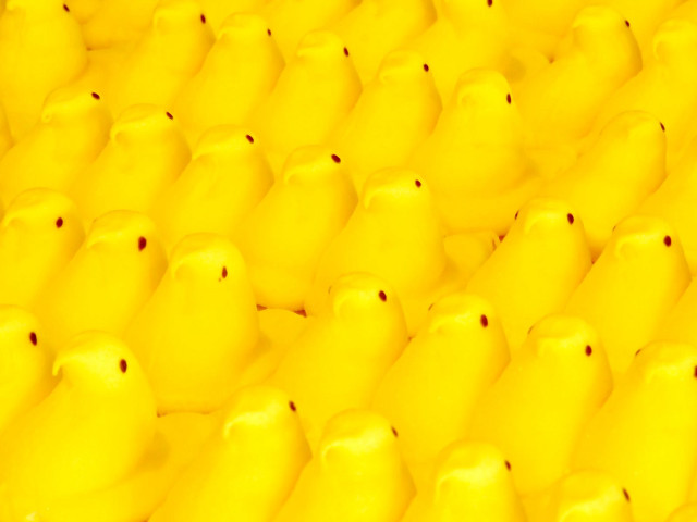 Yellow birds group sitting row free wallpaper - medium preview image