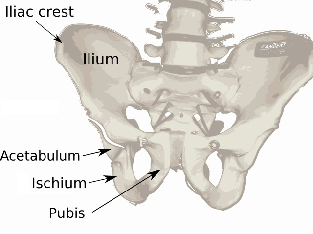 Pelvical hip bones diagram labeled free wallpaper - medium preview image