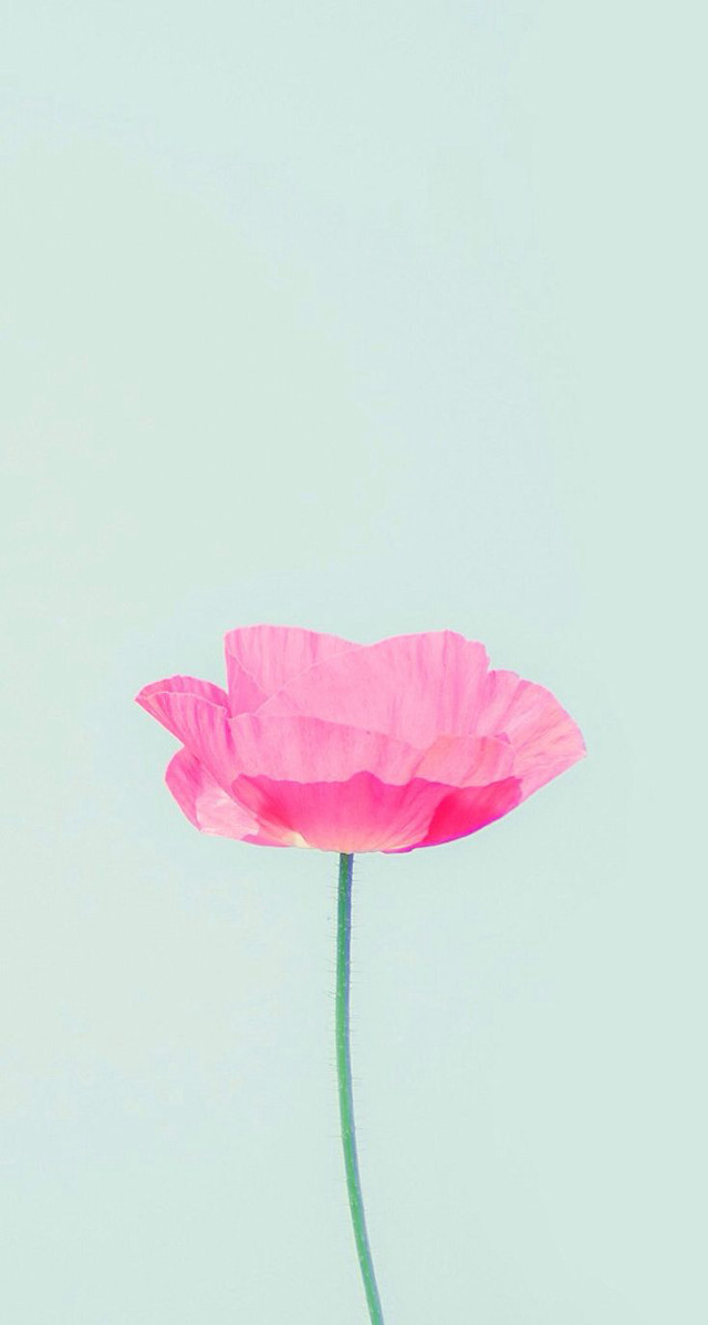 Pink flower vase tabletop blue free wallpaper - medium preview image