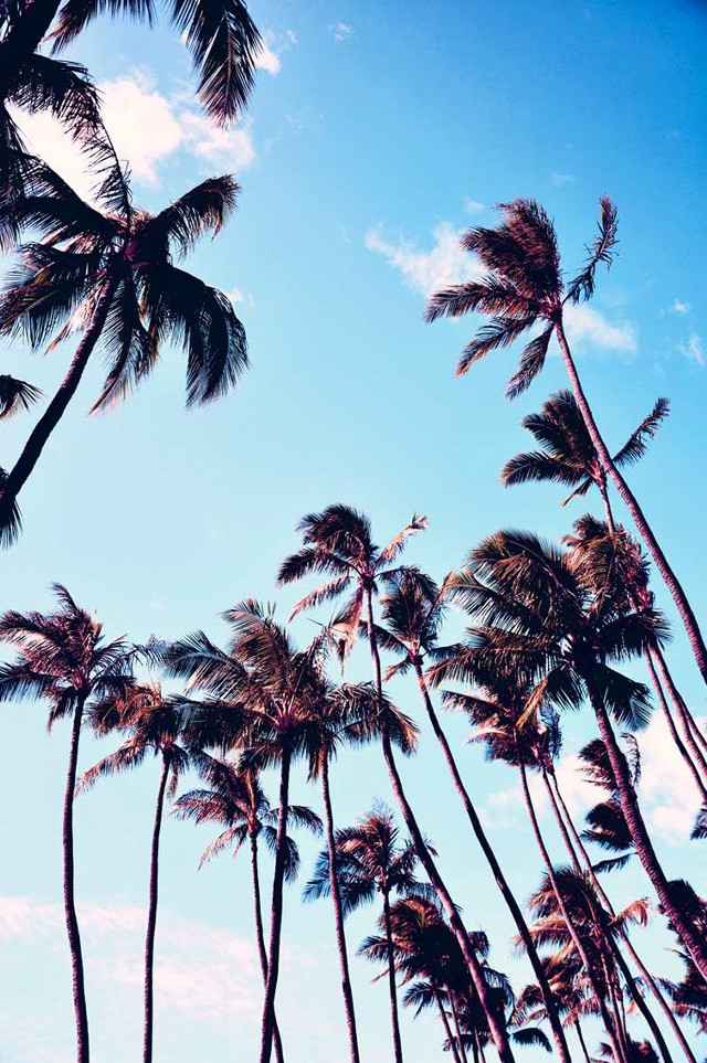 Palm trees blowing wind sunny free wallpaper - medium preview image