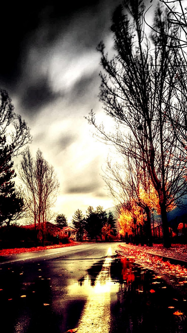 Street puddle trees leaves background free wallpaper - medium preview image