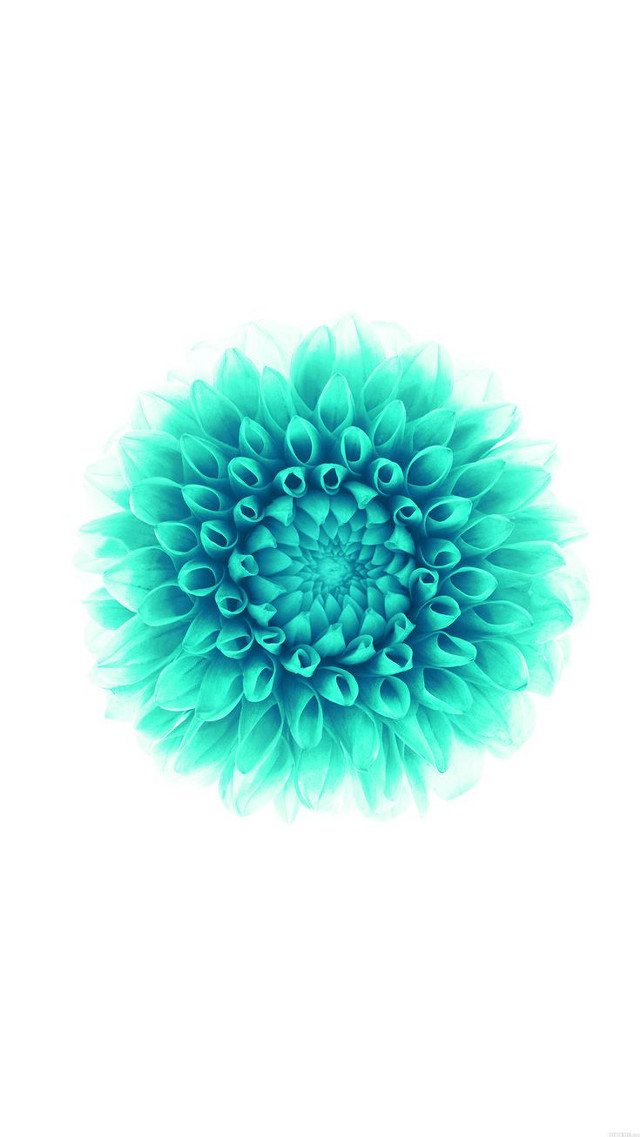 Blue flower white background image free wallpaper - medium preview image
