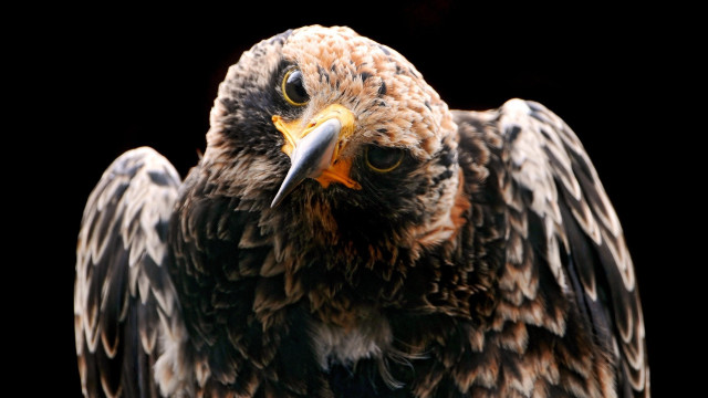 Bird closeup yellow beak black free wallpaper - medium preview image