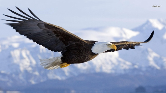 Bald eagle flying mountain range #6 free wallpaper - medium preview image