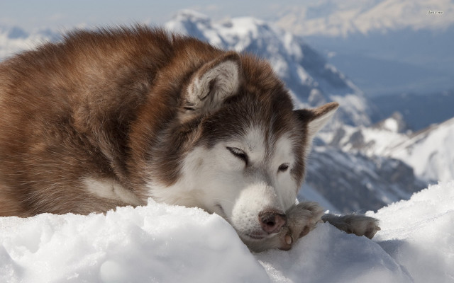 Husky snow sleeping snowboard mountains free wallpaper - medium preview image
