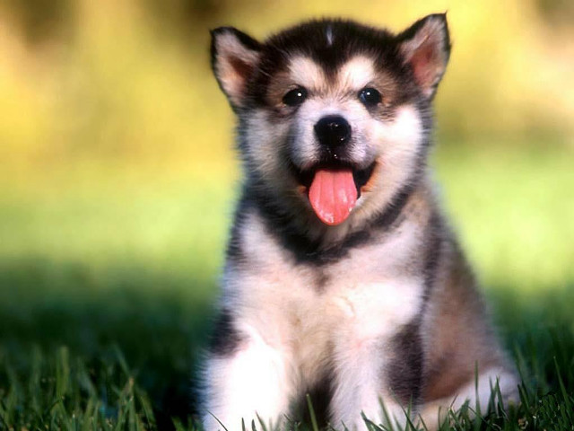 Puppy sitting grass tongue out free wallpaper - medium preview image