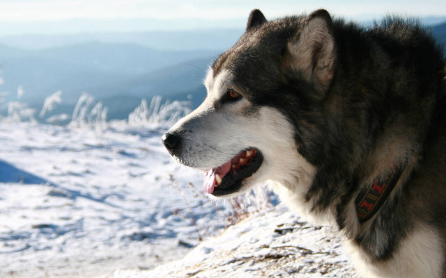 Husky open mouthed snowy mountain free wallpaper - medium preview image
