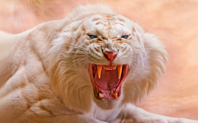 White tiger mouth open teeth #2 free wallpaper - medium preview image