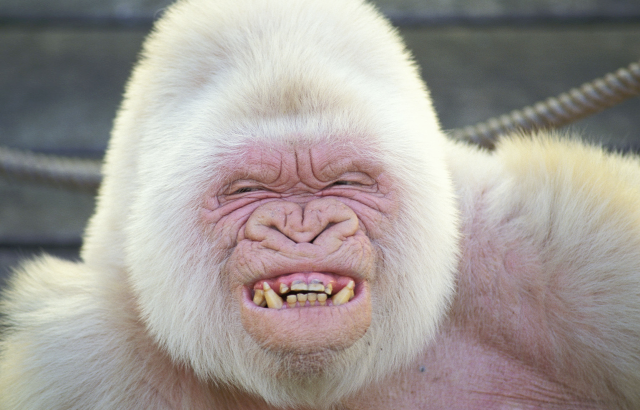 White monkey old man facial free wallpaper - medium preview image