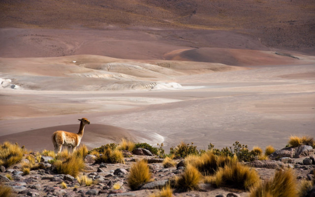 Llama desert landscape mountains grass free wallpaper - medium preview image