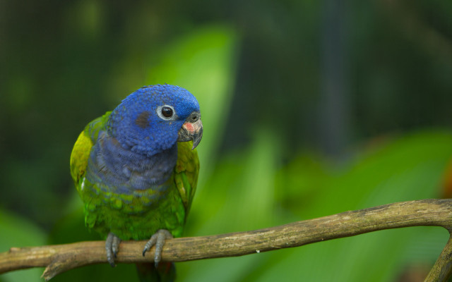 Blue green bird forest branch free wallpaper - medium preview image