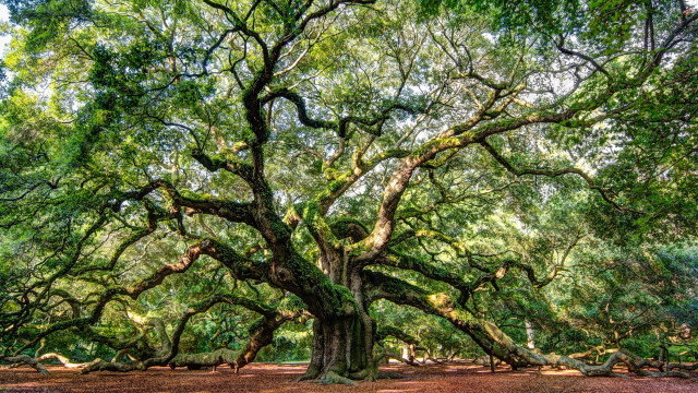 Large tree branches forest dirt free wallpaper - medium preview image