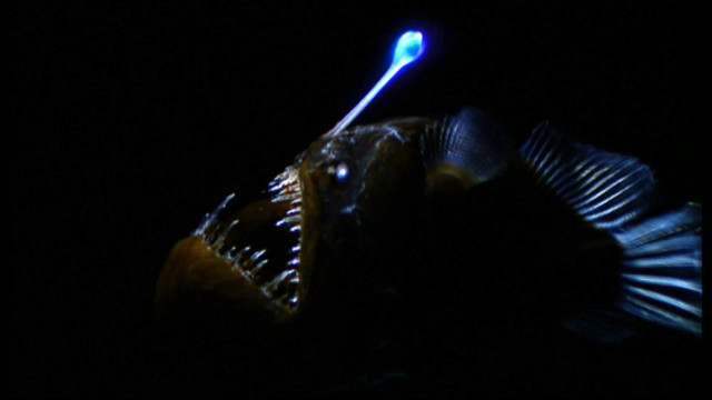 Fish toothbrush dark light head free wallpaper - medium preview image