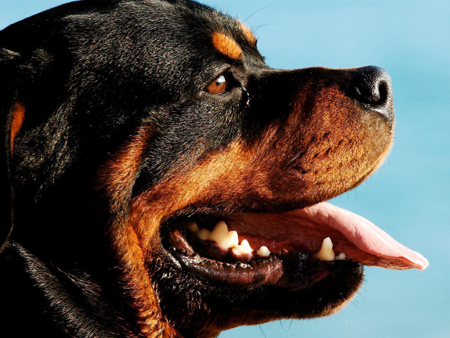 Dog open mouth tongue blue free wallpaper - medium preview image
