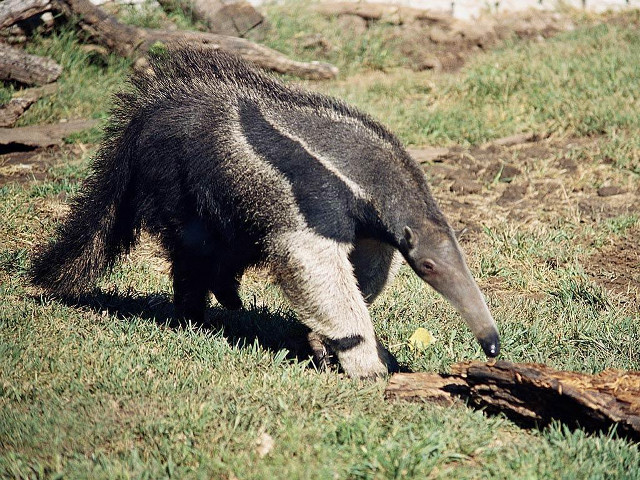 Large animal walking grass field free wallpaper - medium preview image