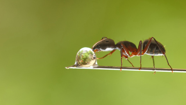 Anteaters stick glass ball end free wallpaper - medium preview image