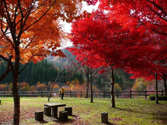 Park bench red leaves person free wallpaper - medium preview image