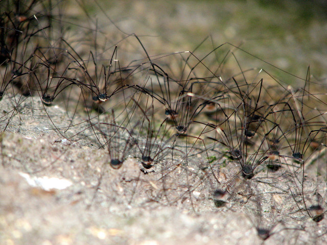 Small brown bugs rock forest free wallpaper - medium preview image