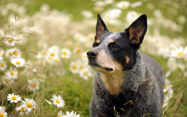 Dog standing field daisies looking free wallpaper - medium preview image