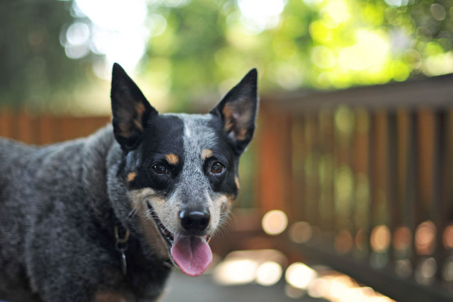 Dog tongue out deck trees free wallpaper - medium preview image