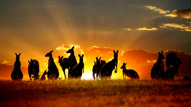 Giraffes sunset field sky group free wallpaper - medium preview image