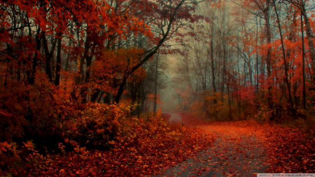 Autumn forest leaves fire branch free wallpaper - medium preview image