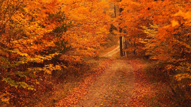 Path woods leaves gate nature free wallpaper - medium preview image