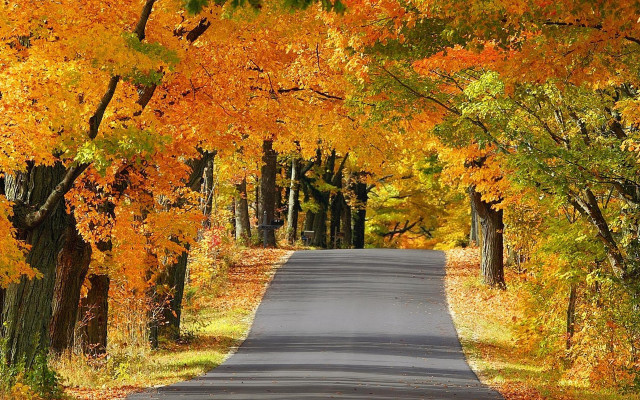 Autumn road trees yellow orange free wallpaper - medium preview image
